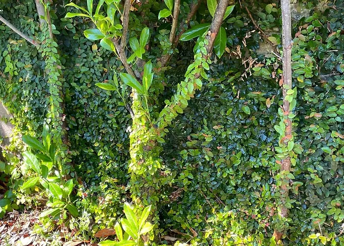 Ferienhaus Casa De Santo Andre *